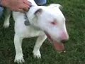 bull terriers jugando