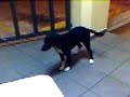 Dog dancing (begging?) for food Dog dancing (begging?) for food