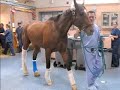 barbaro: a champion for all