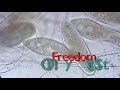 Binary Fission - Rock&Roll Biology Binary Fission - Rock&Roll Biology