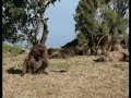 Gelada baboons