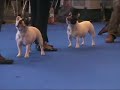 national dogshow  alicante  spain  2007