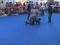 national dogshow  alicante  spain  2007
