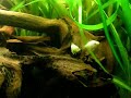 Kissing gouramis in a fishtank / Küssende Guramis [1/2]