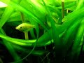 Kissing gouramis in a fishtank / Küssende Guramis [1/2]
