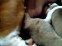 english bulldog puppies