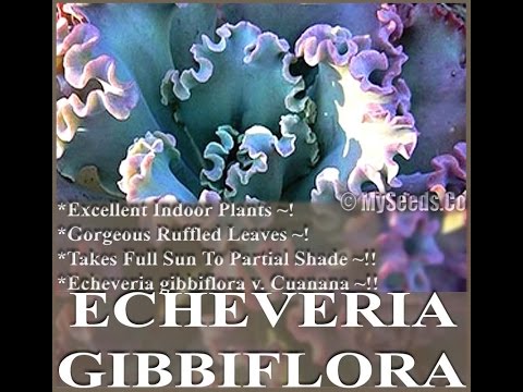 how to collect echeveria seeds