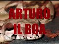 il boa constrictor, appartenente alla stessa famiglia zoologica dei boidi, � un serpente grosso e dotato di una possente muscolatura. � presente in un'area che si estende dal nord del messico fino al nord dell'argentina e ha sviluppato capacit� di adattamento tali che gli consentono di vivere da zone aride o semidesertiche fino alle regioni umide dell'interno della foresta amazzonica.
nonostante la sua mole (gli esemplari femmine possono raggiungere i 4 metri per pi� di 20 kg) questo serpente � inoltre in grado di muoversi con agilit� sia a livello del suolo che sugli alberi. di fatto in molte zone i boa constrictor sono in prevalenza arboricoli, in quanto proprio tra le fronde trovano la maggior parte delle loro prede. 
il corpo di questo ofide � robusto e il disegno della sua pelle, costituito da un reticolo scuro pi� o meno regolare su uno sfondo chiaro che pu� variare dal rosato al marrone chiaro, � piuttosto vistoso.
� un serpente in prevalenza notturno, che per individuare le prede si serve sia dell'olfatto che della vista. quando caccia, il boa constrictor agita velocemente la lingua biforcuta nell'aria in modo da captare particelle odorose trasportate dal vento. una volta rientrata nella cavit� boccale, la lingua deposita queste particelle in un organo apposito, definito organo di jacobson, capace di identificare l'odore. in questo modo il boa � in grado di seguire la traccia della possibile preda sul terreno intricato della foresta o tra i rami degli alberi, specie durante la notte. topi, scoiattoli, uccelli di medie dimensioni e sarighe sono le vittime predilette di questo predatore. dopo averle costrette con forza tra le proprie spire, le inghiotte intere grazie alla possibilit� di dislocare la mandibola inferiore e all'incredibile elasticit� della sua pelle.
i pipistrelli sono tra le prede preferite dai boa constrictor, che si arrampicano tra i rami degli alberi fino a raggiungere l'ingresso delle grotte in cui si concentrano le numerose colonie di questi mammiferi, per poi catturarli in volo quando abbandonano il rifugio per le loro uscite notturne in cerca di cibo. a quel punto il serpente sferra attacchi ripetuti con la bocca aperta, fino a quando un pipistrello non cade intrappolato tra le sue fauci.
durante il periodo dell'accoppiamento il boa constrictor, che in genere � un animale prevalentemente solitario, cambia completamente stile di vita: la femmina in calore emette un odore caratteristico che i maschi intercettano anche a grande distanza, per poi partire alla sua ricerca.
la fase del corteggiamento � piuttosto semplice e termina con un accoppiamento che pu� durare diversi minuti, al termine del quale il maschio abbandona la femmina.
a differenza dei pitoni, i boa non depongono uova, ma partoriscono cuccioli vivi (sono infatti rettili ovovivipari). ogni nidiata pu� contare da 30 a 50 piccoli, che nascono completamente sviluppati e gi� indipendenti, dopo aver rotto la fragile membrana che avvolge i loro corpi.