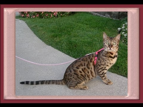 how to train bengal cats