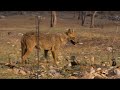 Wildlife Collection 25 - Tiger Spy in the Jungle 3of6 - 2008 - Ep3-3