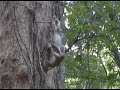 Monkeys in a Kung Fu Figthing