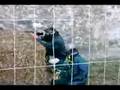 Paintball foire d'automne