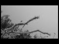 Tundra (Live At Staalgraan)