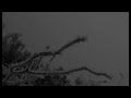 Tundra (Live At Staalgraan)