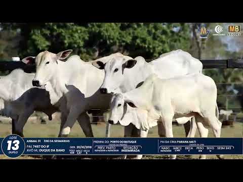 1� DE OLHO NA FAZENDA NELORE SESMARIAS