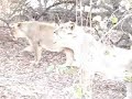 Gir Lion Sanctuary