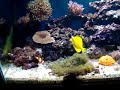 *Yellow tang - Zebrasoma flavescens*Nemo - Amphiprion ocellaris*Fire Dartfish - Nemateleotris magnifica*Anêmona Long tentacle -  Macrodactyla doreensis 