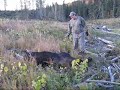 Alberta Moose Calling Adventure 3: Bull Down