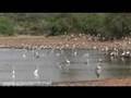 Yala National PArk