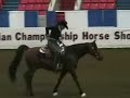 US Arabian Reining Part 1 US Arabian Reining Part 1