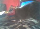 Nermal Nermal