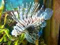 Perutýn ohnivý (Pterois volitans) Red lionfish