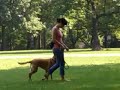 Heeling training #2 Heeling training #2