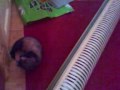 Ferret-Gets-a-wiggle