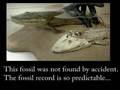Proof of Evolution - Part 3 (Atavisms and Fossils)