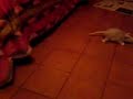 Obi il Furetto spazzino..quasi quasi lo mando a Napoli!