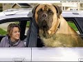 1 Funny Dogs