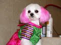 Funny Dogs Funny Dogs
