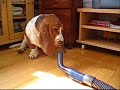 Blair loves to play with VACUUM CLEANER !