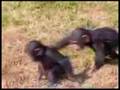 videos de changos caida de edgar