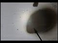 A Very Tiny Organism A Very Tiny Organism