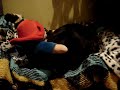 Crazy Dog Attacks Small Bear Crazy Dog Attacks Small Bear