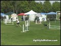 AKC Trial -- Redwood Belgian Tervian