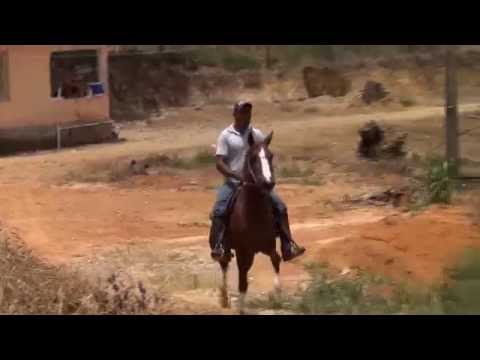 Haras Santa Juliana - Professor Santa Juliana