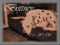 Tribute to my two dalmation brittany and pirate