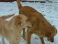 Golden Retrievers Murphy & Maisy Golden Retrievers Murphy & Maisy