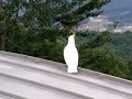 flying high ! cockatoo.. flying high ! cockatoo..