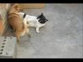 Chihuahua vs Gato