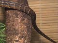 Epicrates subflavus (Jamaican Boa)