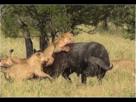 buffalo - A buffalo bravely resisted the attack of 11 lions and he finally survived thanks to the counterattack of a herd of elephants. This video is a summary of the ...
