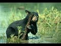 Boreal Forest