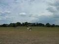 Align Trex 500 CF First Time Out San Marcos TX. WINDY