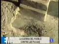 La pulga de la nieve invade Folgoso
