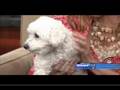 World's Saddest Dog: On a Mission to Stop the Puppy Mills
