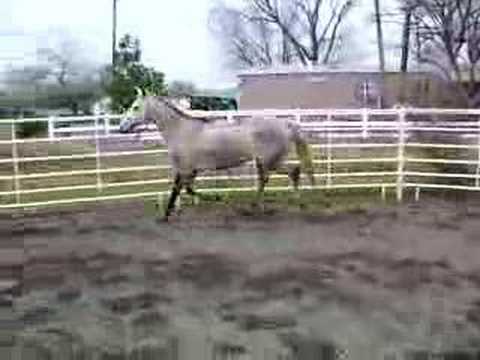Natasha Thoroughbred Horse Mare ...