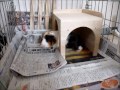 Click here to watch this video 2012/05/20(日)マロのサマーハウス